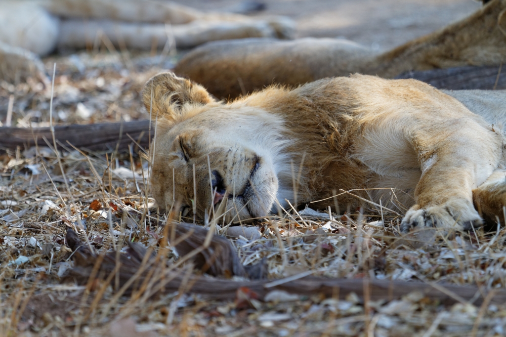 08 - Kruger NP (72).jpg